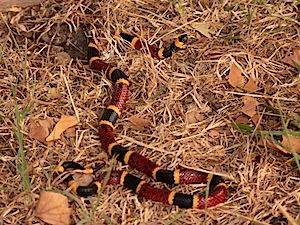 Texas Coral Snake